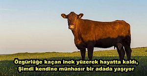 Özgürlüğe kaçan inek yüzerek hayatta kaldı, şimdi adada yaşıyor